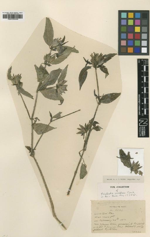 Peristrophe parviflora Craib - BM000950088