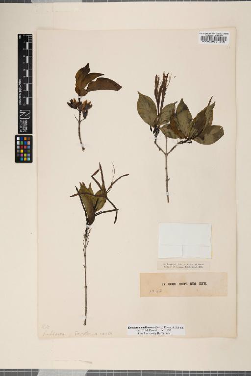 Exostema caribaeum (Jacq.) Roem. & Schult. - 000028067
