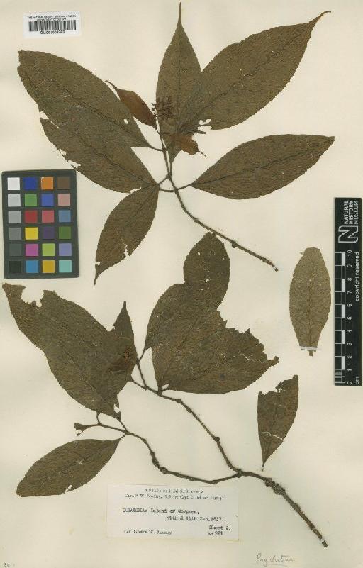Psychotria accuminata Benth. - BM001008963