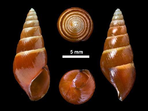 Glessula tinnevellica subterclass Tectipleura Gude, 1914 - 1912.4.16.770, LECTOTYPE & PARALECTOTYPES, Glessula tinnevellica Gude, 1914