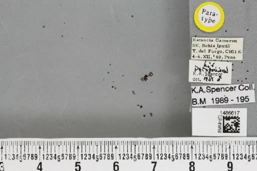 Liriomyza patagoniensis Spencer, 1982 - BMNHE_1486617_50748