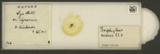 Periphyllus Van der Hoeven, 1863 - 010180672_112897_1095606