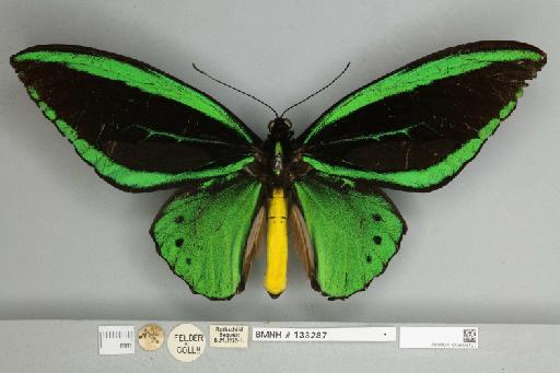 Ornithoptera priamus arruana Felder, 1859 - 013603127__