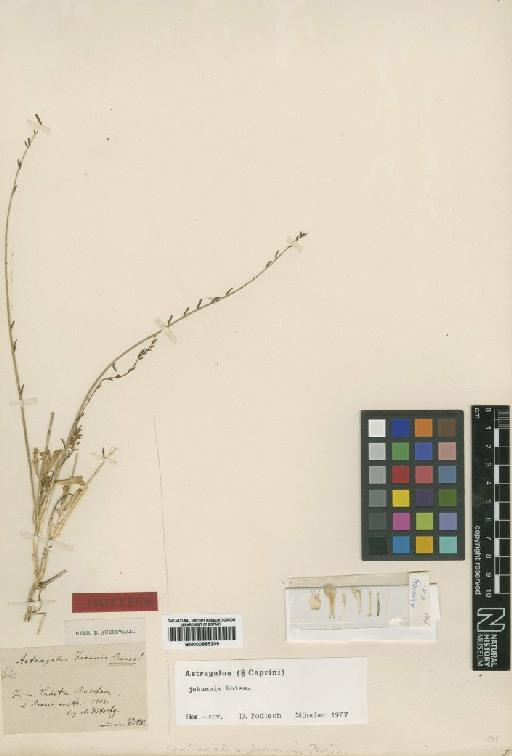 Astragalus johannis Boiss. - BM000885209