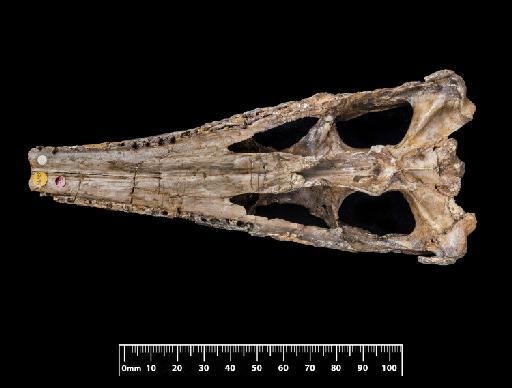 Pelagosaurus typus - OR32599-CR-32599-002-01112018