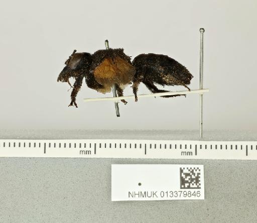 Megachile tuberculata Smith, F., 1879 - 013379846__-