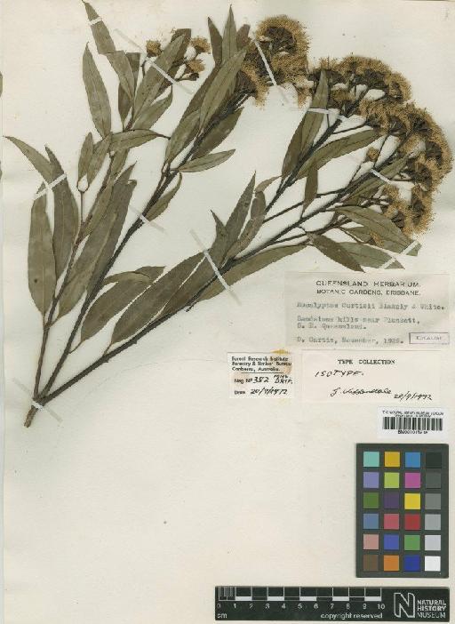 Eucalyptus curtisii Blakely & C.T.White - BM001015218