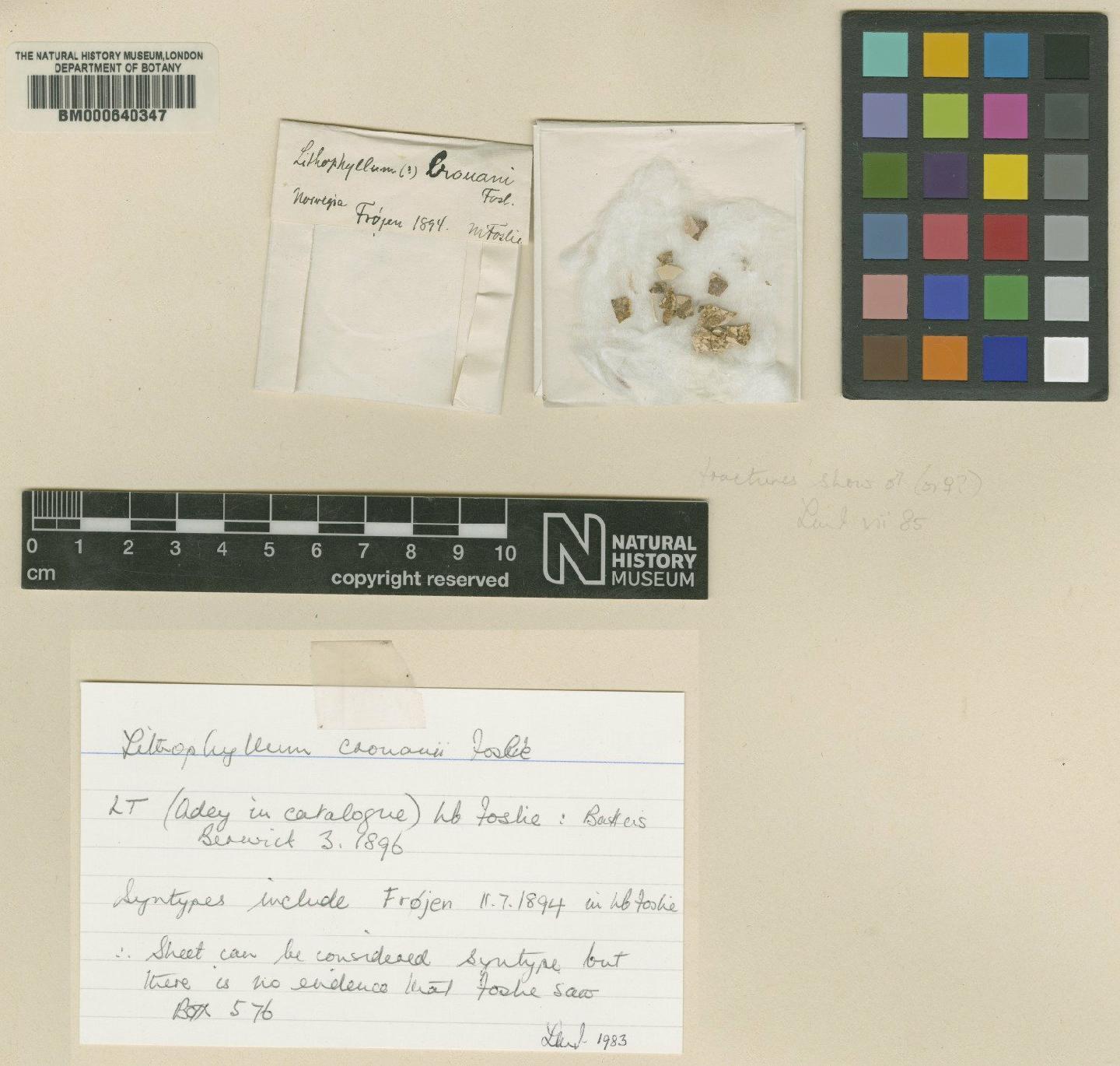 To NHMUK collection (Lithophyllum crouanii Foslie; Syntype; NHMUK:ecatalogue:4792939)