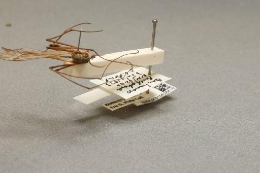 Tipula (Vestiplex) montana montana Curtis, 1834 - 010628419_additional_4
