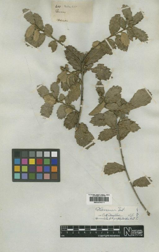 Quercus loesneri Trel. - BM000798272