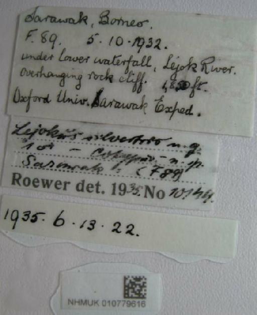 Lejokus silvestris Roewer, 1949 - 010779616 Leijokus silvestris labels