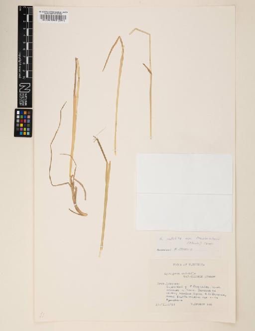 Elymus mutabilis subsp. transbaicalensis (Nevski) Tzvelev - 000064288
