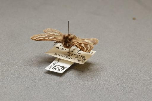 Lycia zonaria zonaria (Denis & Schiffermüller, 1775) - 016117187_additional_3