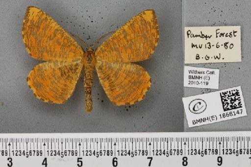 Angerona prunaria (Linnaeus, 1758) - BMNHE_1868147_440956