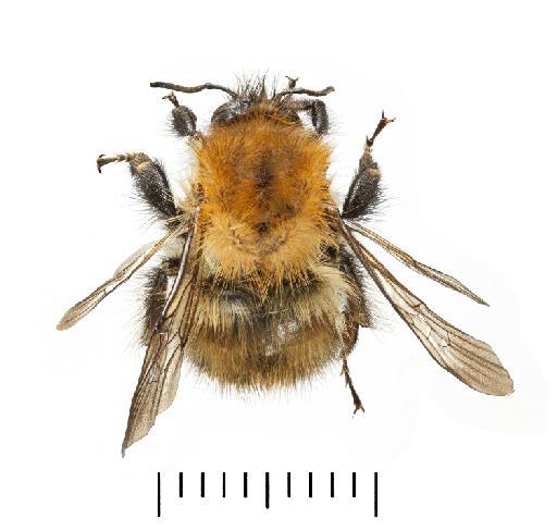 Bombus (Thoracobombus) pascuorum (Scopoli, 1763) - Bombus_pascuroum-NHMUK010265358-female-dorsal_habitus-with_millimetre_scale