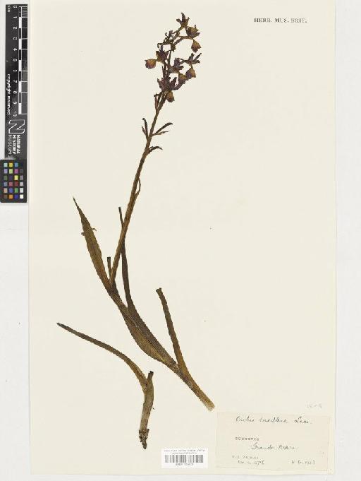 Anacamptis laxiflora (Lam.) R.M.Bateman, Pridgeon & M.W.Chase - BM001110672