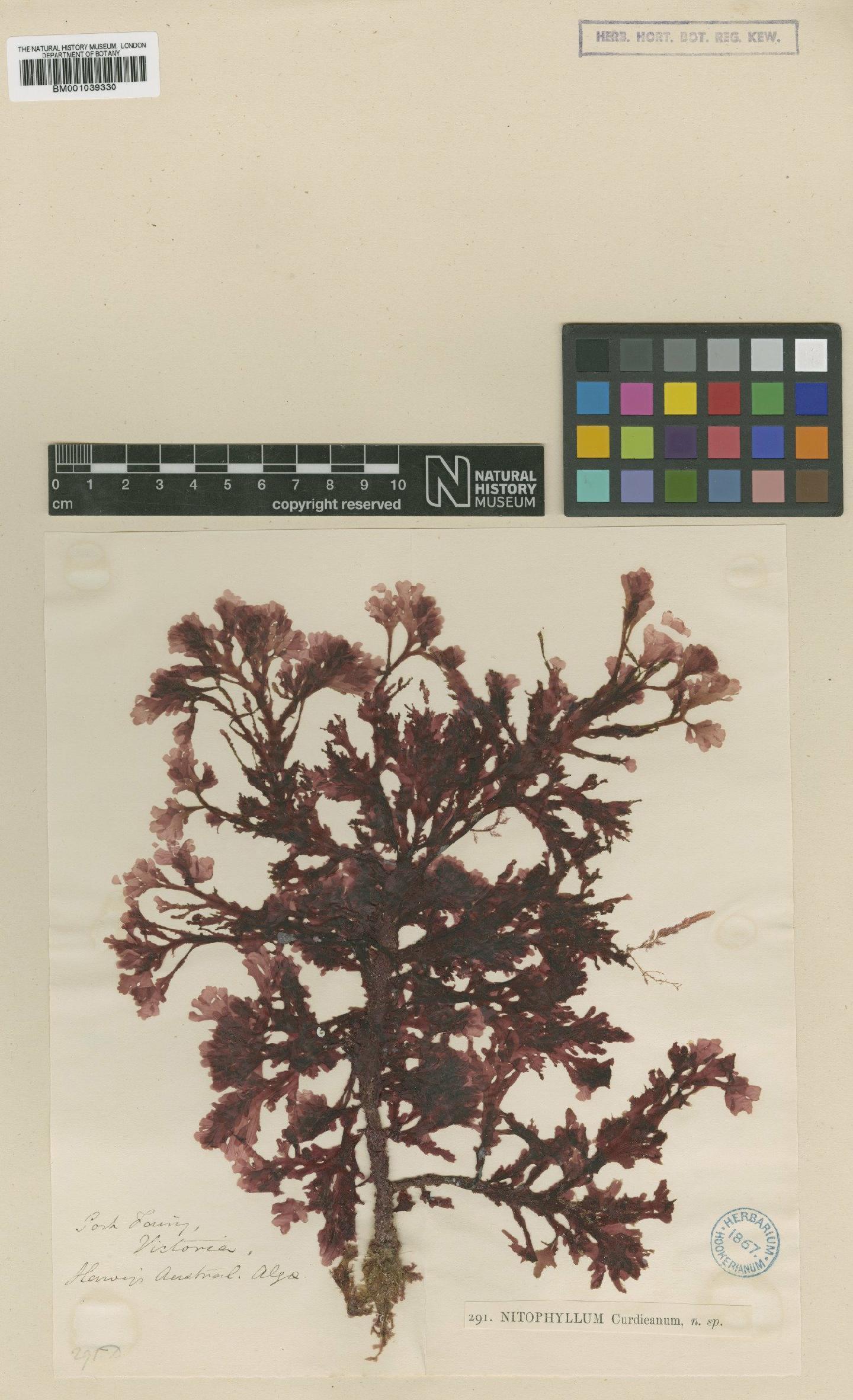 To NHMUK collection (Hymenena curdieana (Harv.) Kylin; Syntype; NHMUK:ecatalogue:711843)