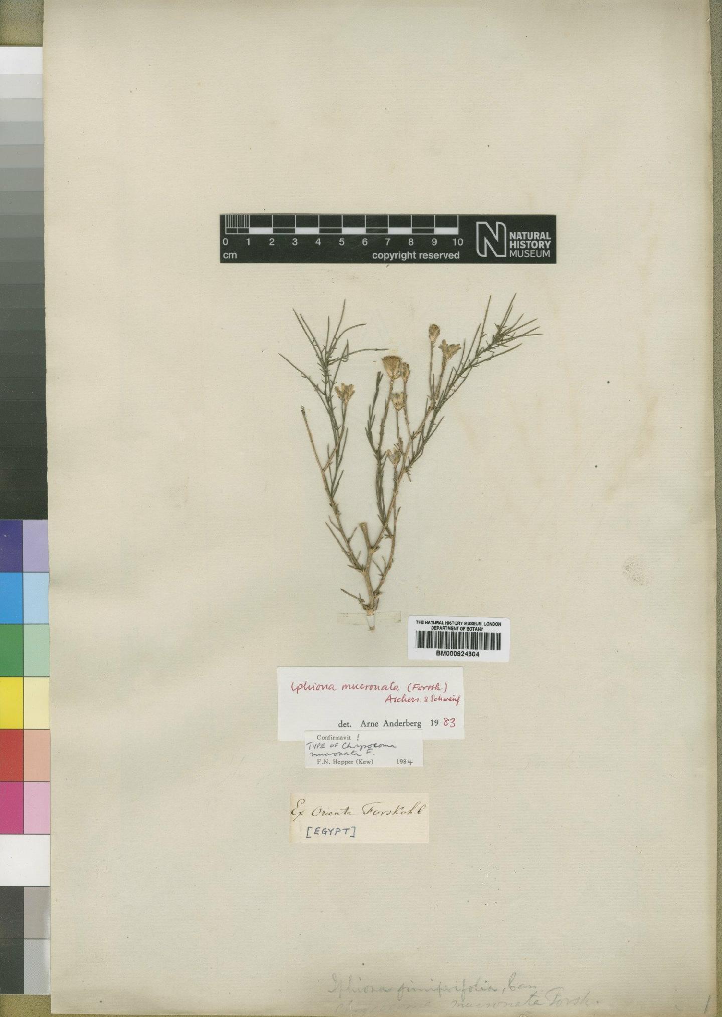 To NHMUK collection (Iphiona mucronata (Forssk.) Asch. & Graebn.; Type; NHMUK:ecatalogue:4529332)