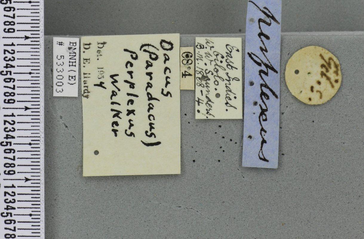 Bactrocera perplexa