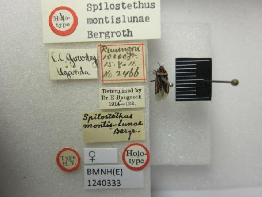 Spilostethus montislunae Bergroth, 1914 - Spilostethus montislunae-BMNH(E)1240333-Holotype female dorsal & labels