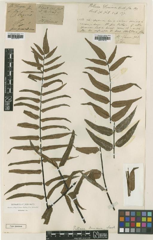 Pellaea doniana Hook. - BM001044106