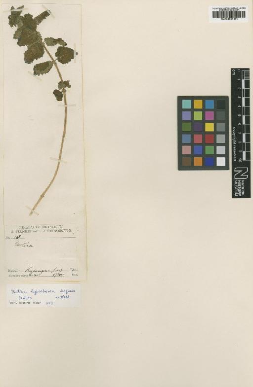 Urtica hyperborea Jacq. ex Schulz-Wedd. - BM000951621
