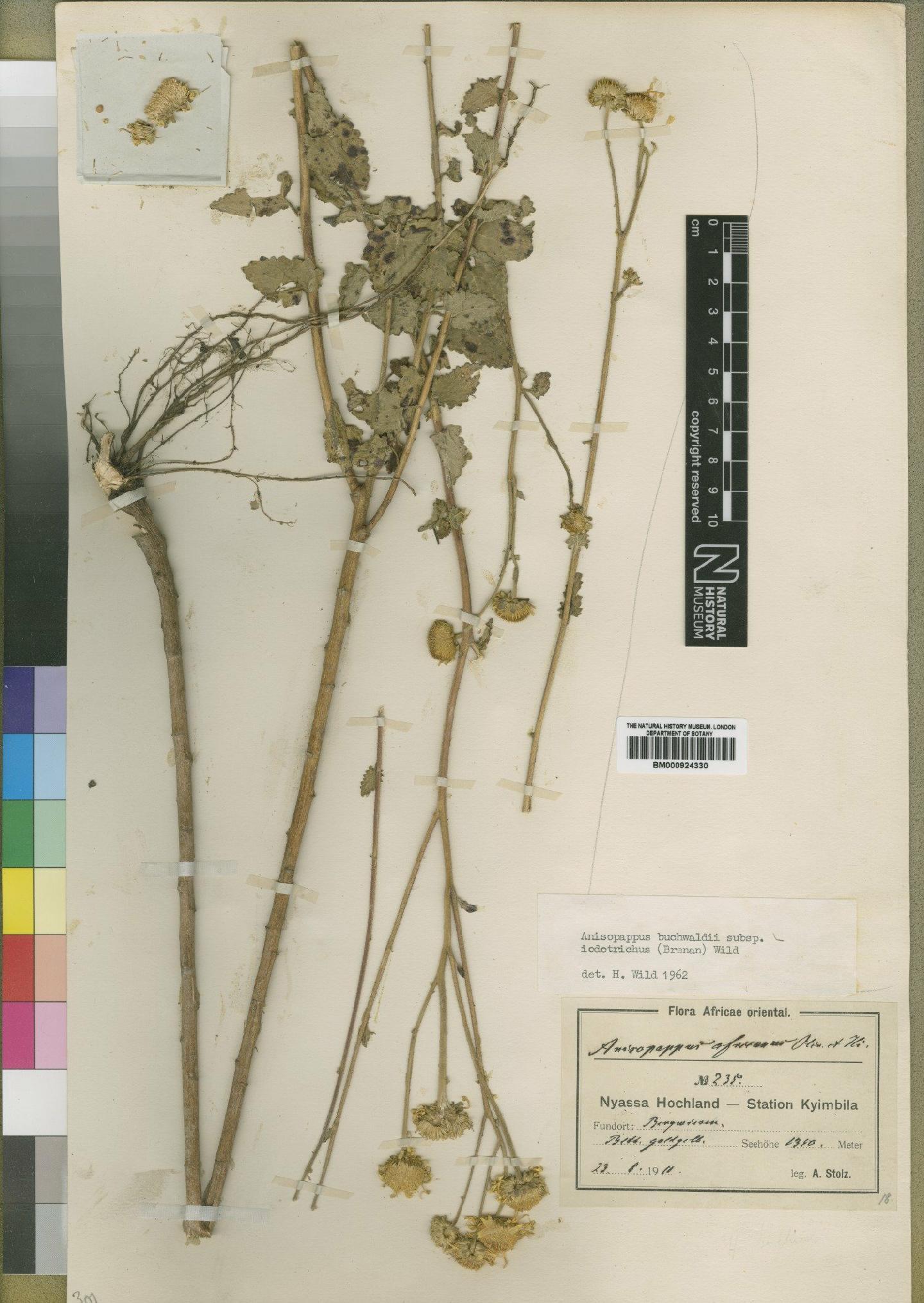 To NHMUK collection (Anisopappus buchwaldii subsp. iodotrichus (Brenan) Wild; Type; NHMUK:ecatalogue:4529358)