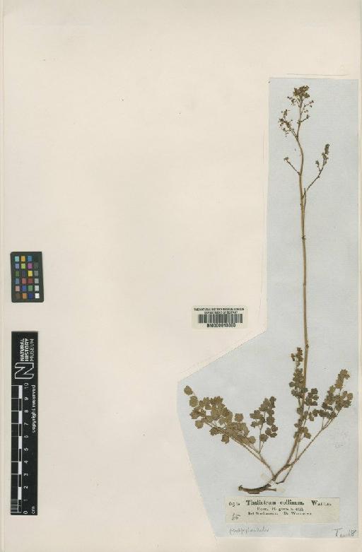 Thalictrum minus subsp. majus (Crantz) Rouy & Fauc. - BM000613893