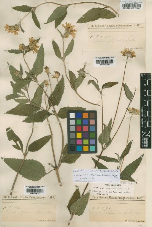 Aspilia silphioides (Hook. & Arn.) Benth. - BM000810220