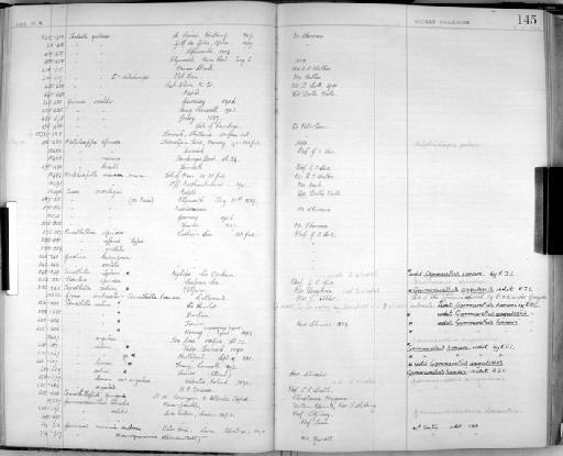 Amathilla sabini parvorder Gammaridira (Leach) - Zoology Accessions Register: Crustacea - Norman Collection: 1911: page 145