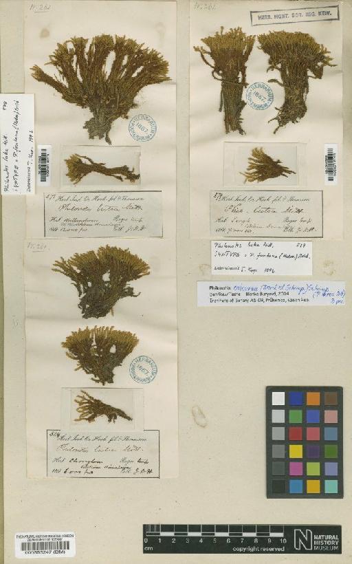 Philonotis lutea Mitt. - BM000555247_a