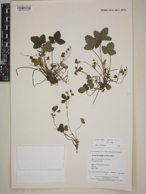 Potentilla sterilis (L.) Garcke - BM013721268