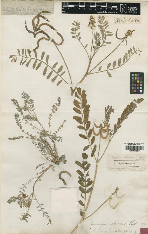 Astragalus reduncus Pall. - BM000750999