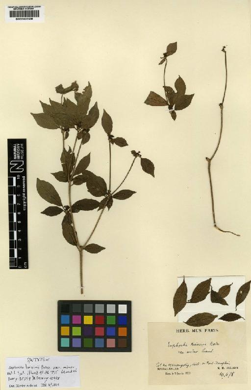 Euphorbia boivinii var. minor Léandri - BM000832486