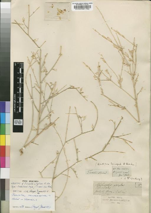 Farsetia stylosa R.Br. - BM000582908