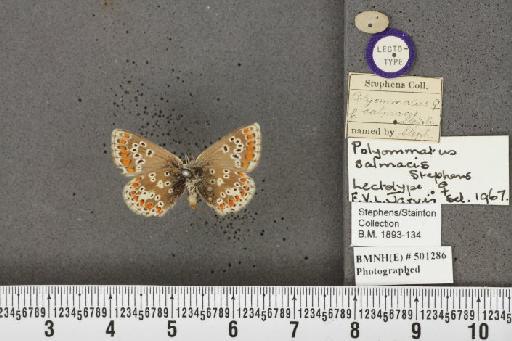 Aricia artaxerxes salmacis (Stephens, 1831) - BMNHE_501286_178201