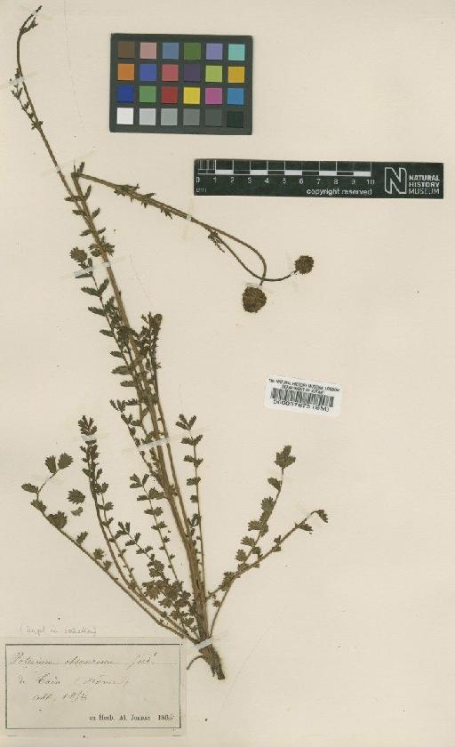 Sanguisorba minor subsp. minor - BM000037673