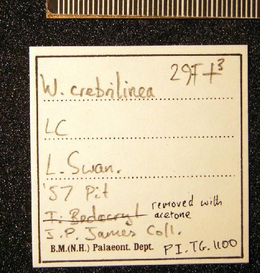 Wrigleya crebrilinea (Wrigley, 1927) - TG 1100. Wrigleya crebrilinea (label-4)