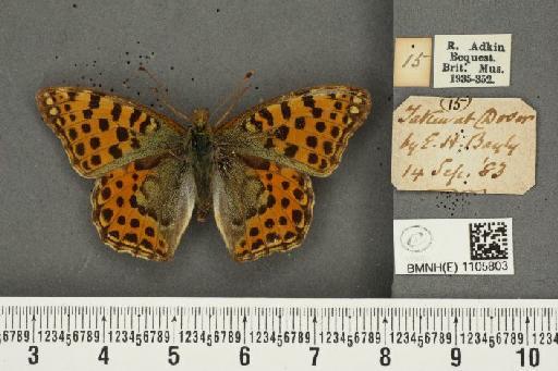 Issoria lathonia (Linnaeus, 1758) - BMNHE_1105803_17267