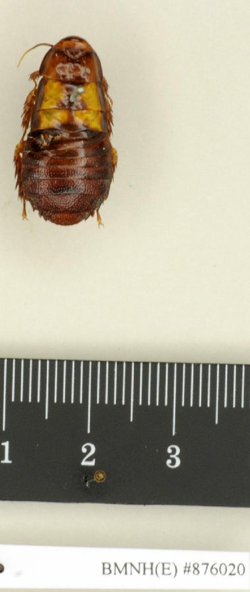 Panesthia angustipennis (Illiger, 1801) - Panesthia angustipennis Illiger, 1801, male, non type, dorsal. Photographer: Edward Baker. BMNH(E)#876020