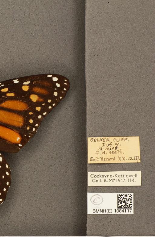 Danaus plexippus (Linnaeus, 1758) - BMNHE_1084117_label_53276