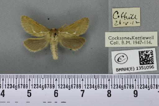 Korscheltellus lupulina ab. dacicus Caradja, 1893 - BMNHE_1351096_186215