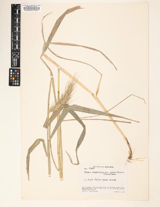 Elymus virginicus L. - 000063879