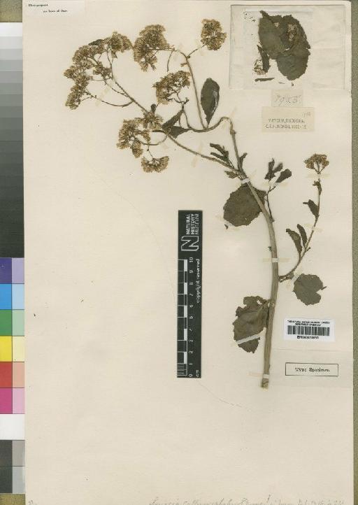 Senecio callimocephalus Moore - BM000924653