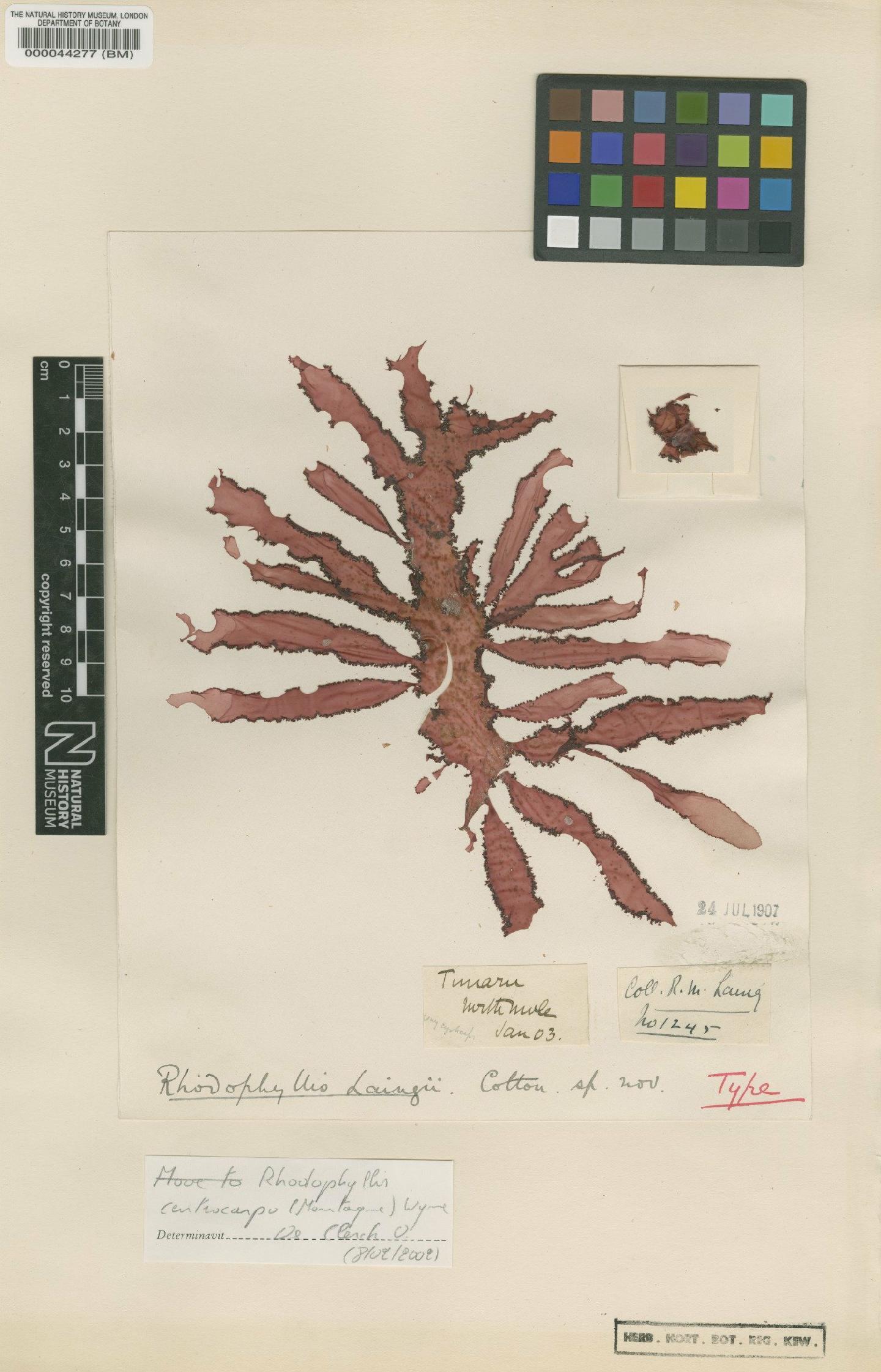 To NHMUK collection (Rhodophyllis centrocarpa (Mont.) M.J.Wynne; Type; NHMUK:ecatalogue:4779160)