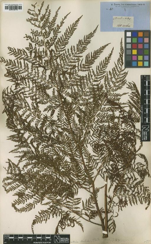 Culcita dubia (R.Br.) Maxon - BM001048129