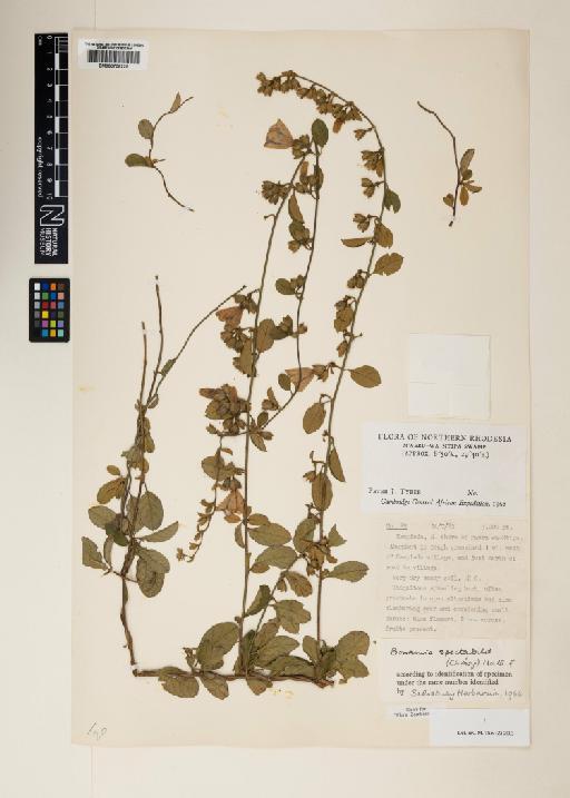 Bonamia spectabilis (Choisy) Hallier f. - 000758225