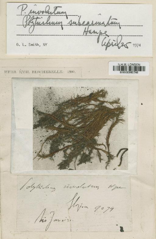 Polytrichum subcarinatum Hampe - BM000960746