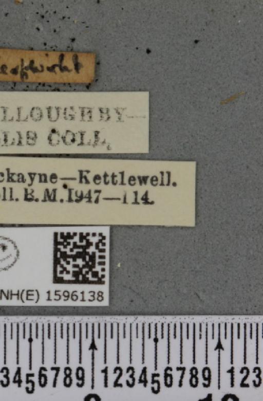 Idaea humiliata (Hufnagel, 1767) - BMNHE_1596138_label_262175