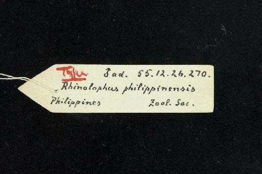 Rhinolophus philippinensis Waterhouse, 1843 - 1855_12_26_270-Rhinolophus_philippinensis-Type-Skull-label